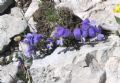 Viola magellensis